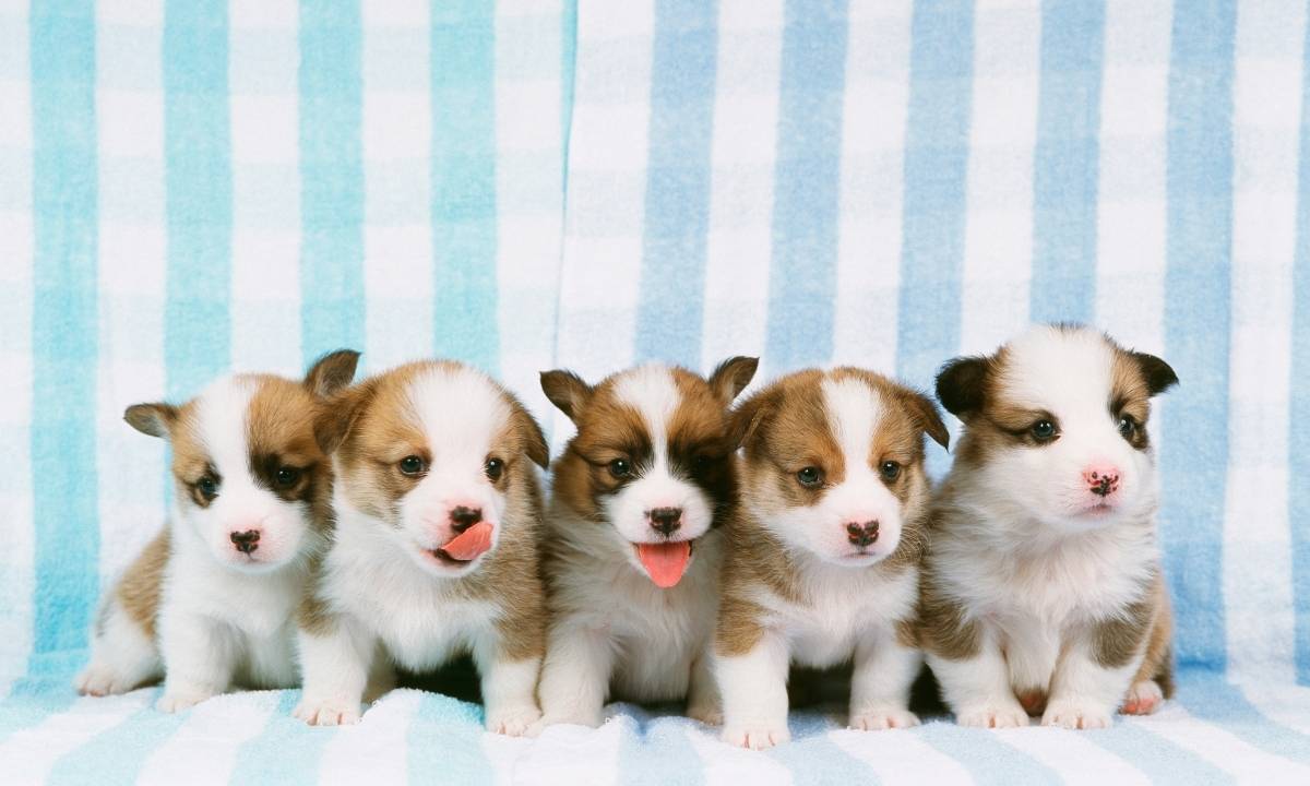 What To Buy For A Puppy