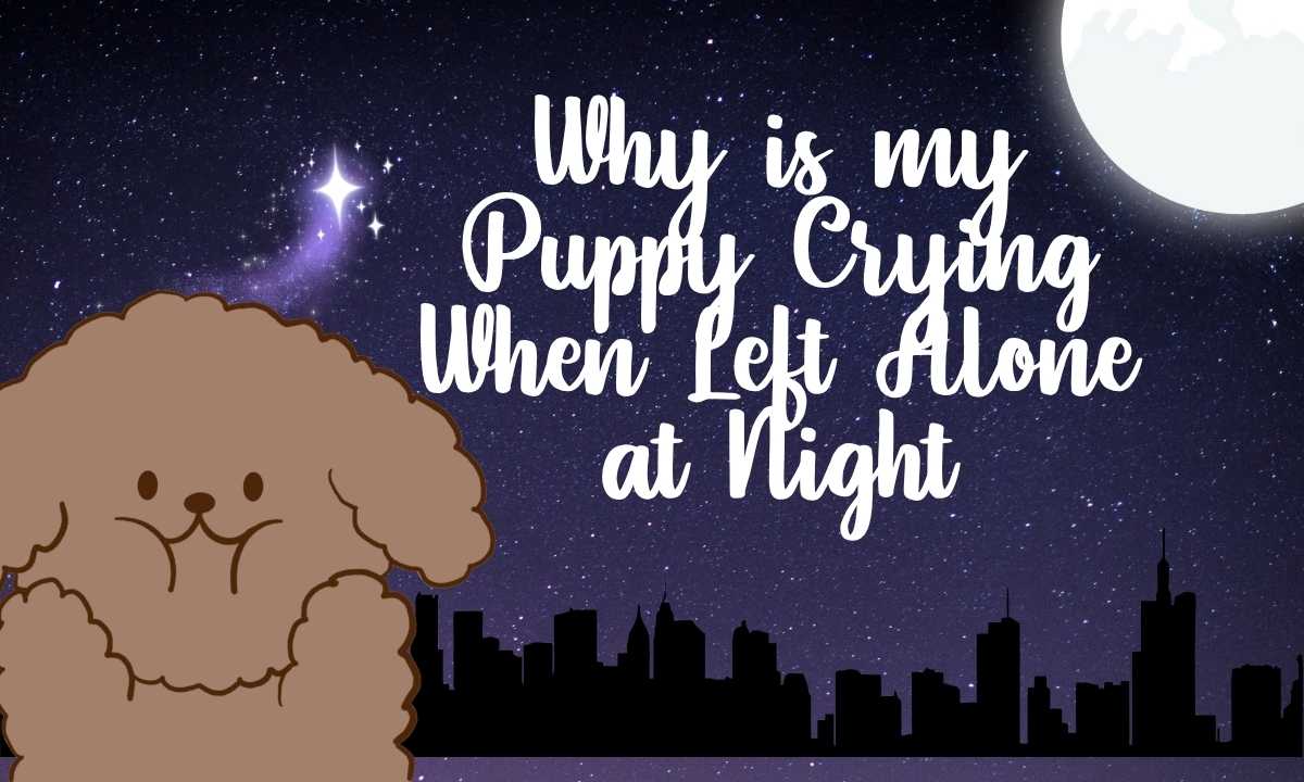 Why is my Puppy Crying When Left Alone at Night