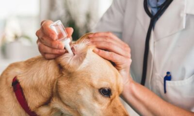 Ear Infections in Dogs