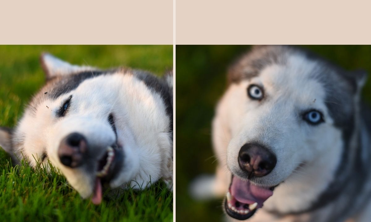 Environmental Causes of Hemangiosarcoma in Dogs