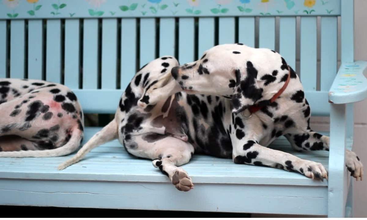 Food Allergies in Dogs