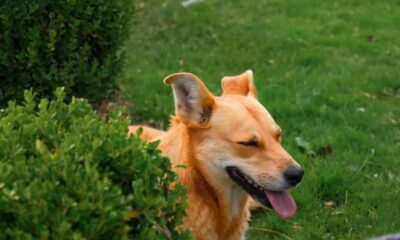 How to Keep Small Dogs Healthy