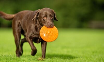 How to Socialise a Puppy with Other Dogs Safely