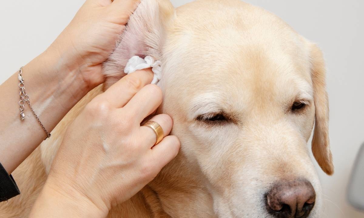 How to Treat Dog Ear Infection Without Vet