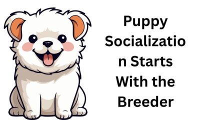 Puppy Socialization Starts With the Breeder