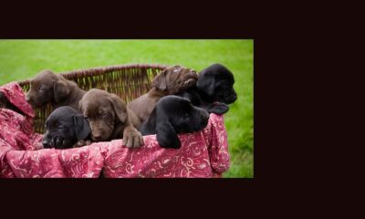 Socializing Puppies Before they are Fully Vaccinated