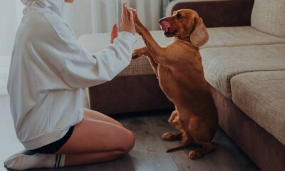 Struvite Crystals in Dogs Foods to Avoid