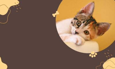 UTIs in Pets: Prevention, Symptoms, and Treatment Options