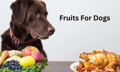 What is the Most Beneficial Fruit for Dogs