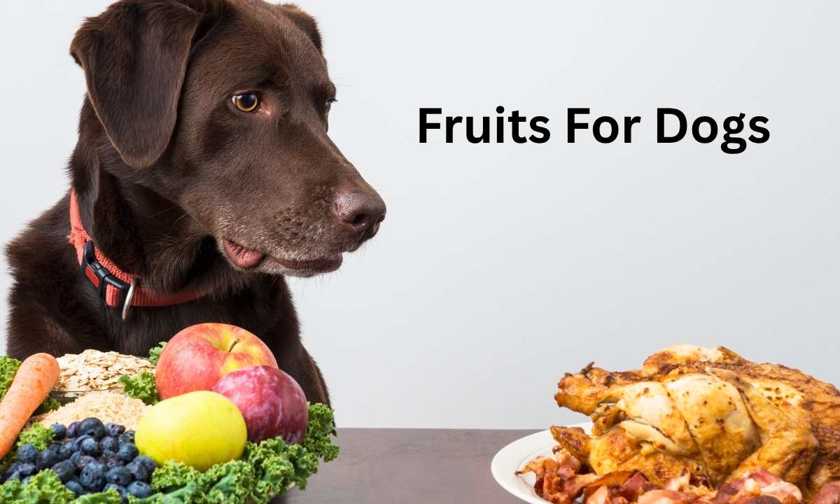 What is the Most Beneficial Fruit for Dogs