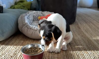 What to Feed a Dog With Bladder Stones