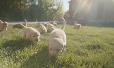 What treats can I give my dog with bladder stones natural